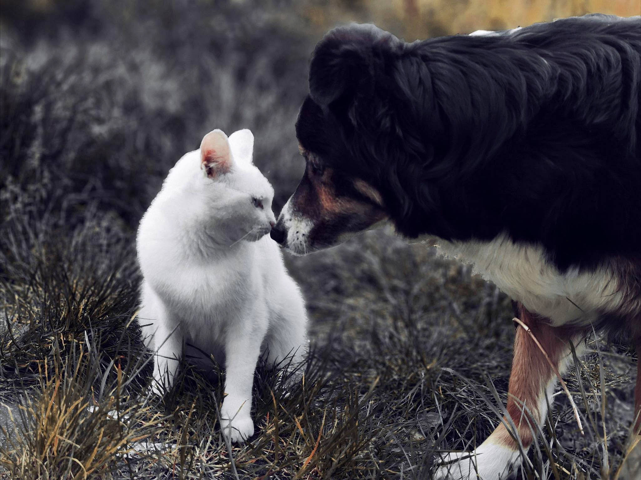 Malice participe au concours pour gagner de l'argent avec cette photo : canidae, carnivore, cat, companion_dog, dog_breed, felidae, fur, grass, mammal, monochrome_photography, plant, small_to_medium_sized_cats, tail, terrestrial_animal, vertebrate, whiskers, wildlife