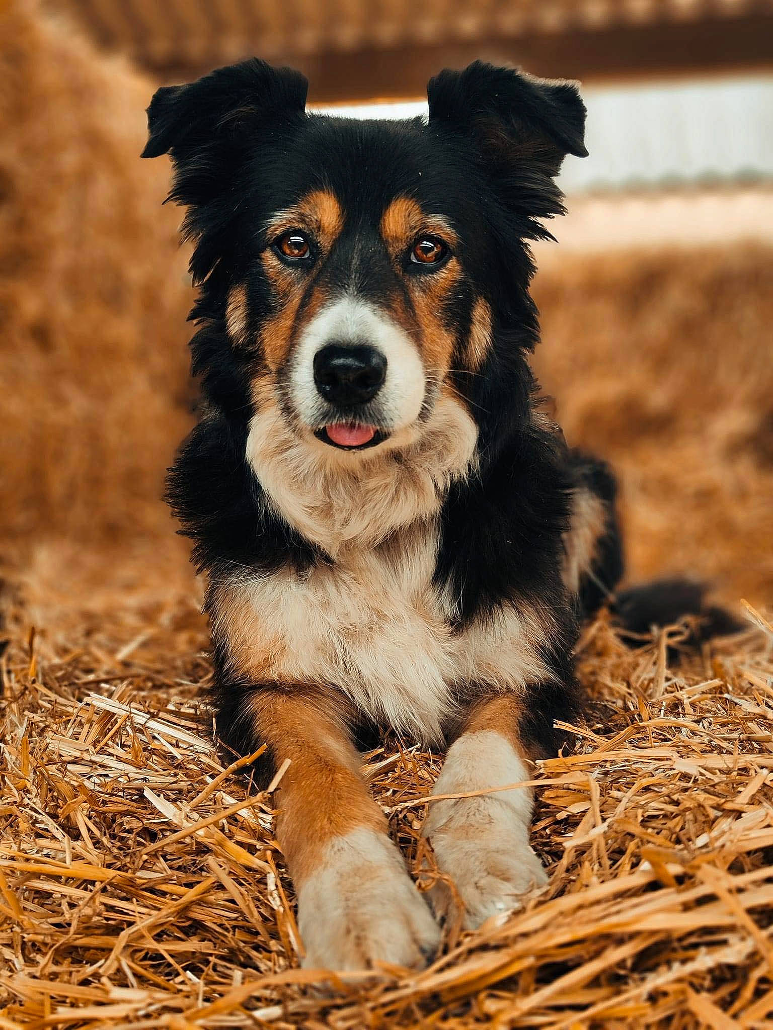 Malice a rejoint le concours — aidez-le/la à gagner de superbes lots ! australian_collie, border_collie, canidae, carnivore, companion_dog, dog, dog_breed, grass, hay, herding_dog, smile, soil, sporting_group, straw, terrestrial_animal, wood, working_animal, working_dog