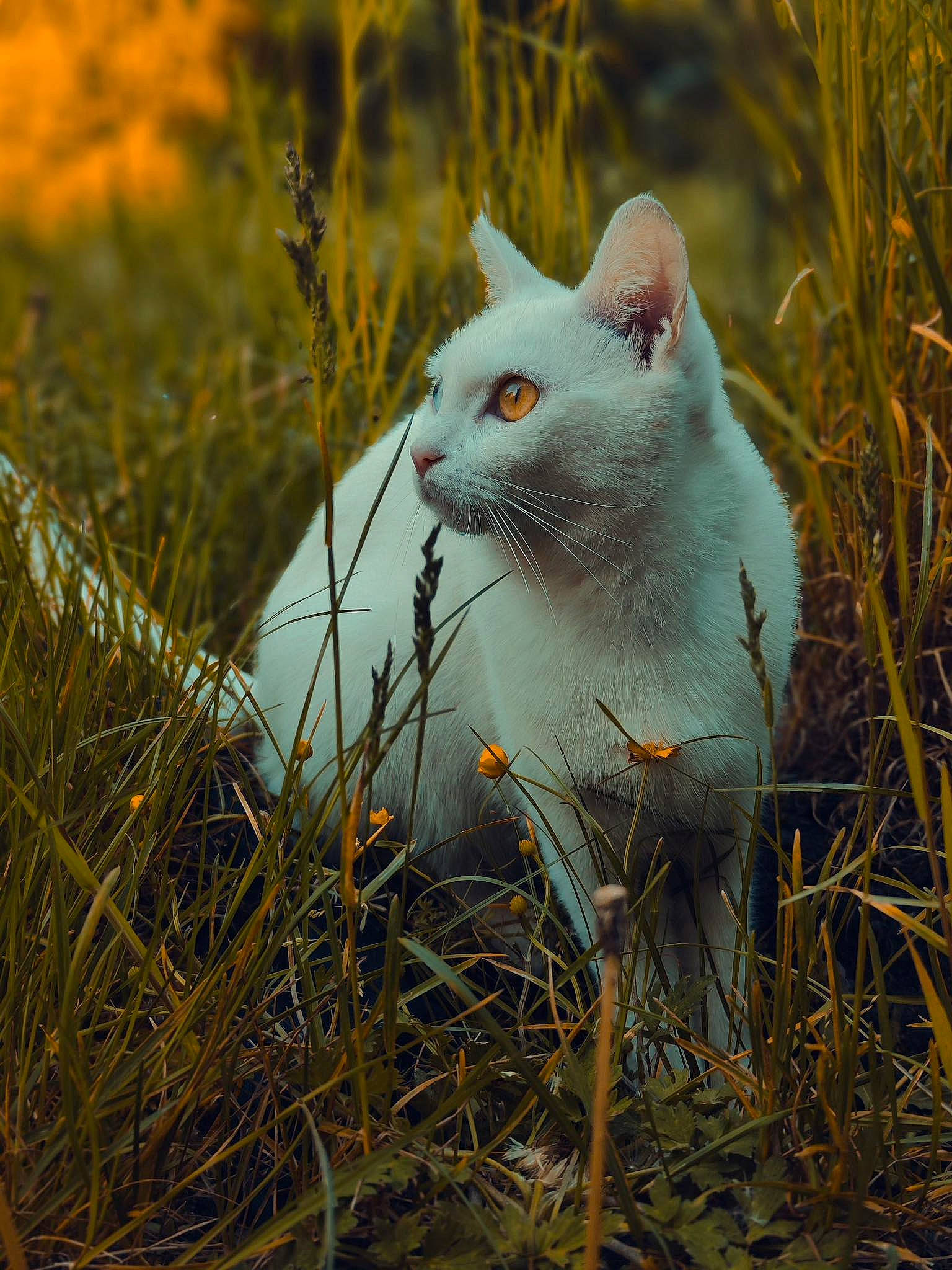 Snow a rejoint le concours — aidez-le/la à gagner de superbes lots ! carnivore, cat, domestic_short_haired_cat, fawn, felidae, fur, grass, grassland, natural_landscape, plant, plant_stem, prairie, small_to_medium_sized_cats, snout, tail, terrestrial_animal, twig, whiskers, wildlife