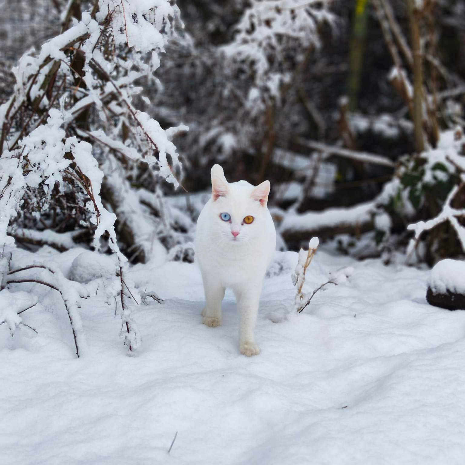 Snow