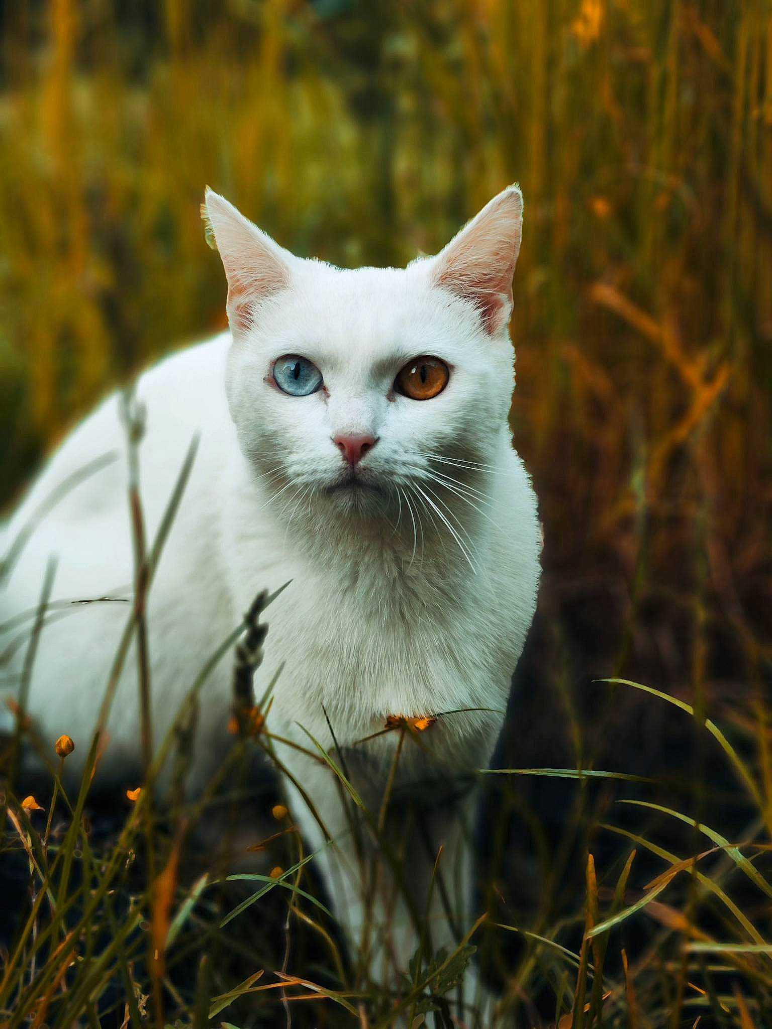 Snow participe au concours pour gagner de l'argent avec cette photo : art, carnivore, cat, domestic_short_haired_cat, felidae, fur, grass, herbaceous_plant, plant, plant_stem, small_to_medium_sized_cats, snout, tail, terrestrial_animal, tree, twig, whiskers
