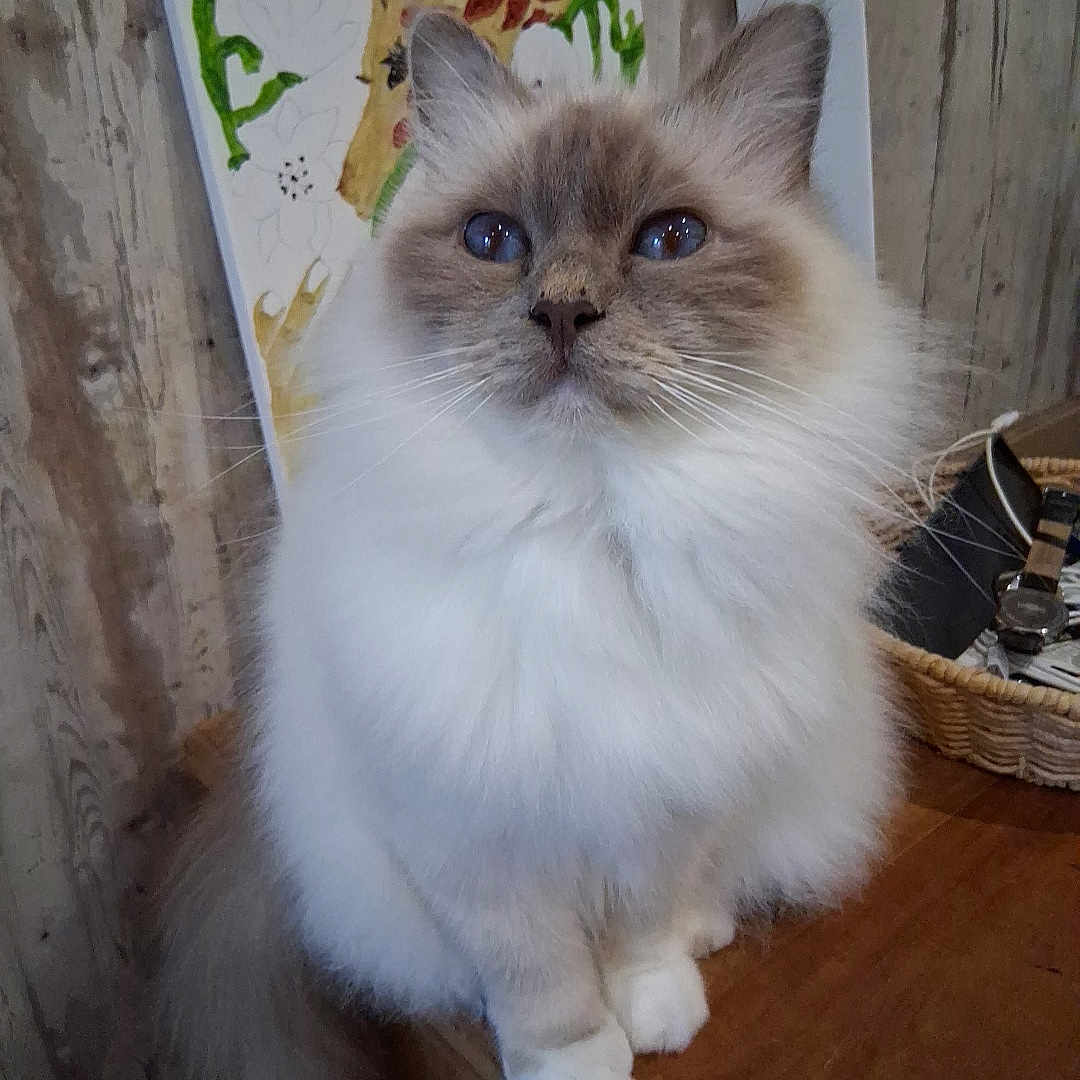 Litchi participe au concours pour gagner de l'argent avec cette photo : cat, fluffy_fur, blue_eyes, wooden_surface, indoor, painting, giraffe_art, calm, pet, feline, sitting, whiskers, tail, domestic_cat, curious, animal, portrait, furry, cute, household