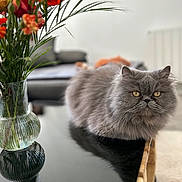 Ami a rejoint le concours — aidez-le/la à gagner de superbes lots ! cat, gray_cat, fluffy, longhair, persian_cat, pet, animal, indoors, table, bouquet, flowers, vase, glass, reflection, home, living_room, furniture, portrait, staring, yellow_eyes
