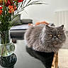 cat, gray_cat, fluffy, longhair, persian_cat, pet, animal, indoors, table, bouquet, flowers, vase, glass, reflection, home, living_room, furniture, portrait, staring, yellow_eyes