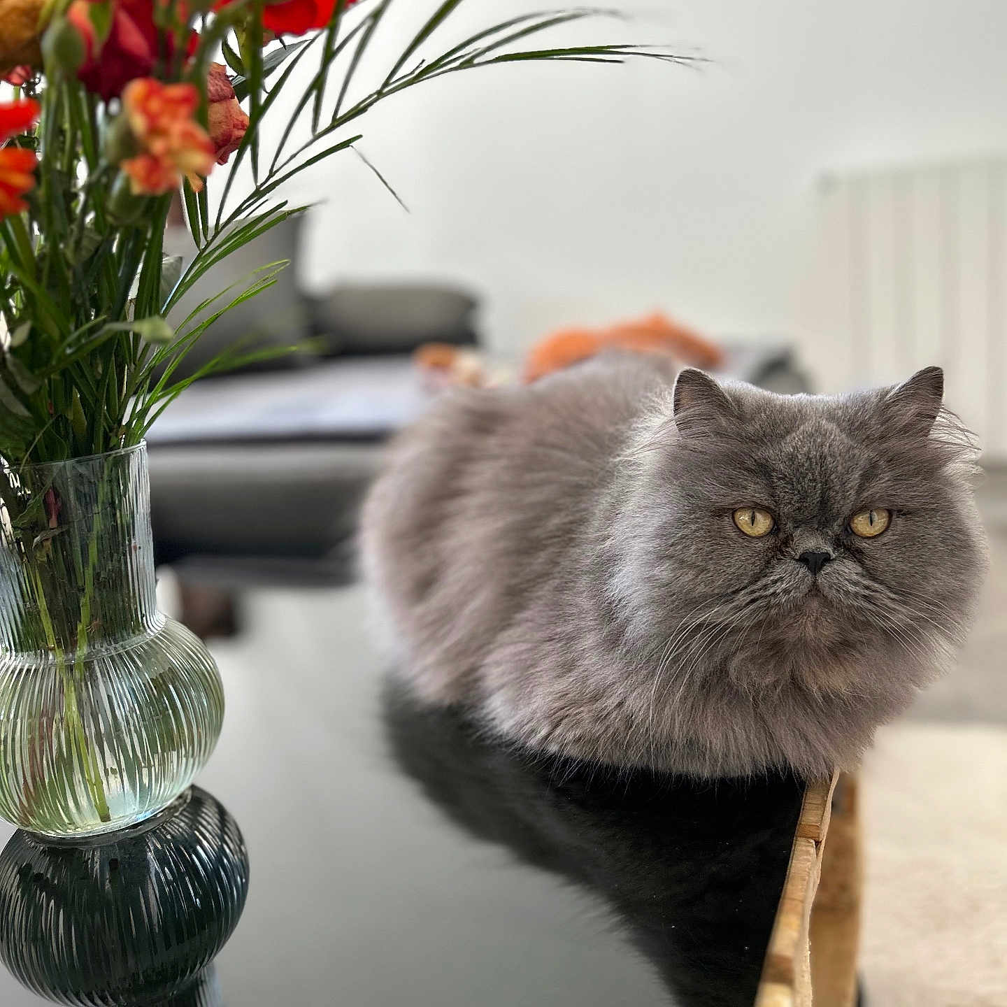 Ami a rejoint le concours — aidez-le/la à gagner de superbes lots ! cat, gray_cat, fluffy, longhair, persian_cat, pet, animal, indoors, table, bouquet, flowers, vase, glass, reflection, home, living_room, furniture, portrait, staring, yellow_eyes
