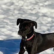 Millie is registered to the contest to win money with this photo: animal, background, black_dog, canine, collar, cute, dog, field, fur, looking_away, muzzle, natural_light, outdoor, paws, pet, portrait, shadow, snow, standing, winter