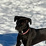 animal, background, black_dog, canine, collar, cute, dog, field, fur, looking_away, muzzle, natural_light, outdoor, paws, pet, portrait, shadow, snow, standing, winter