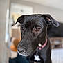 Millie is registered to the contest to win money with this photo: attentive, black_dog, blurred_background, brown_eyes, canine, close_up, collar, curious, dog, domestic, fur, indoor, living_room, macro, nose, pet, pink_collar, portrait, shallow_depth_of_field, whiskers