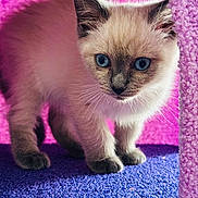 Oreo is registered to the contest to win money with this photo: kitten, cat, blue_eyes, curious, fluffy, pet, animal, indoor, purple, pink, texture, small, cute, whiskers, fur, young, exploring, close_up, mammal, domestic