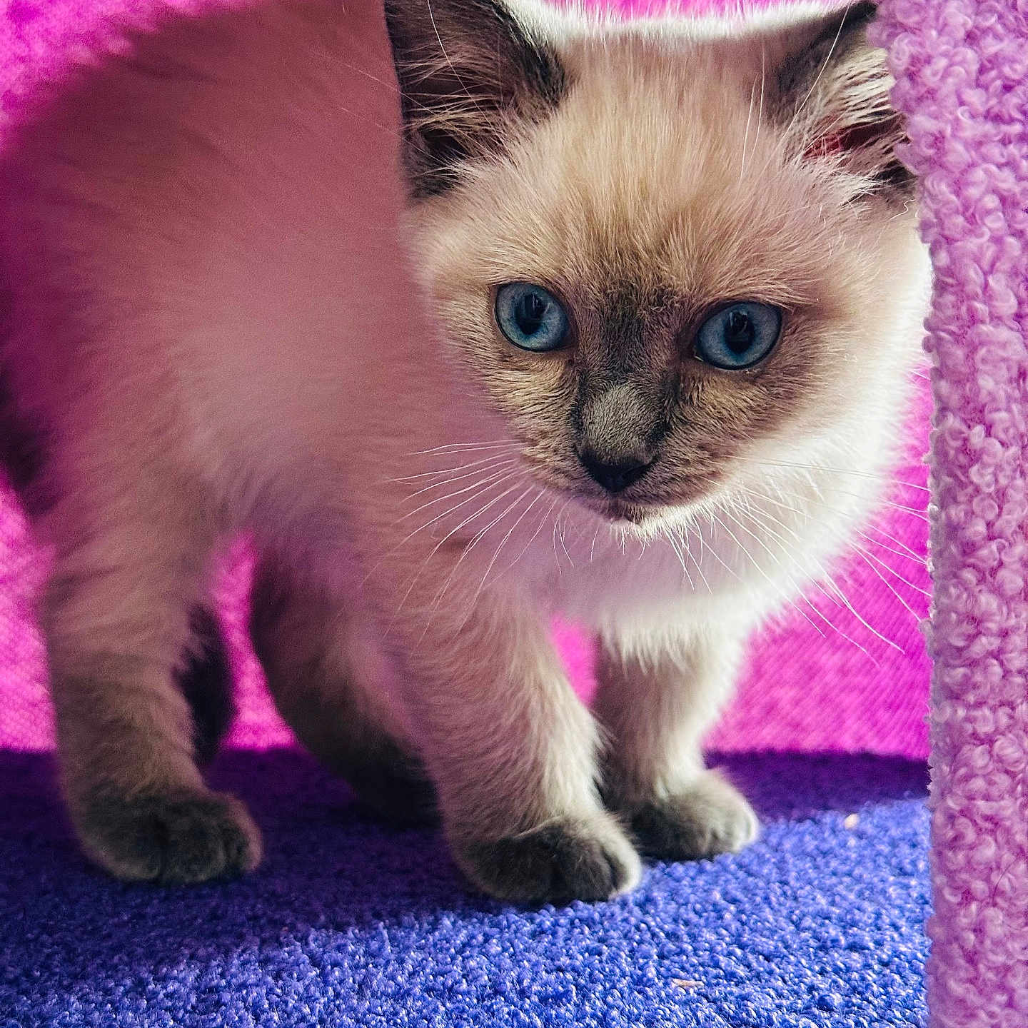 Oreo is registered to the contest to win money with this photo: animal, blue_eyes, cat, close_up, curious, cute, domestic, exploring, fluffy, fur, indoor, kitten, mammal, pet, pink, purple, small, texture, whiskers, young