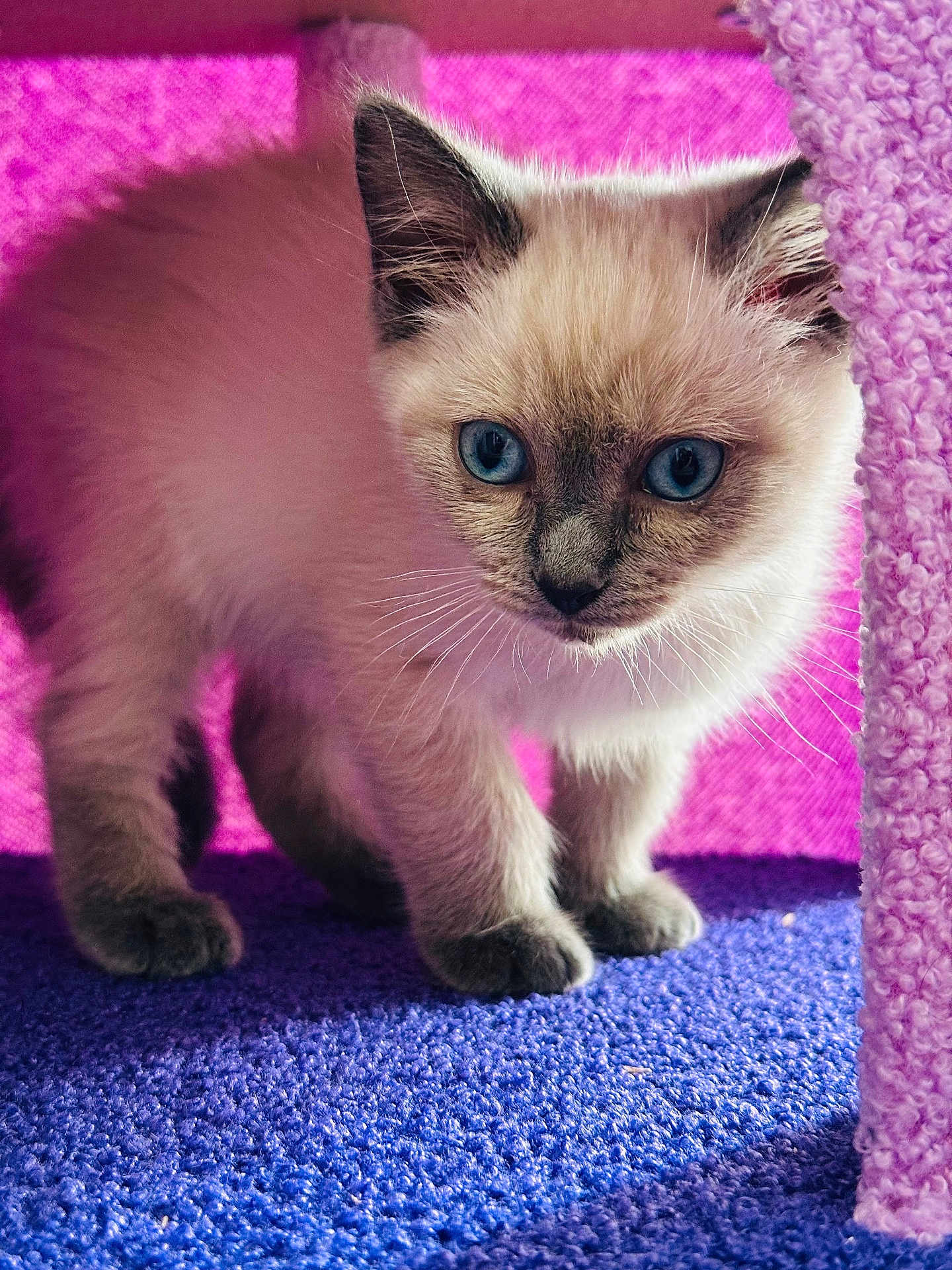 Oreo is registered to the contest to win money with this photo: kitten, cat, blue_eyes, curious, fluffy, pet, animal, indoor, purple, pink, texture, small, cute, whiskers, fur, young, exploring, close_up, mammal, domestic