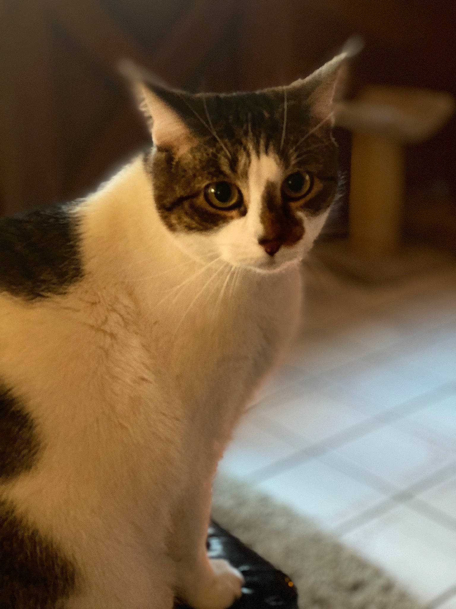 Brantley joined the competition — help win amazing prizes! aegean_cat, american_wirehair, asian, carnivore, cat, domestic_short_haired_cat, european_shorthair, fawn, felidae, fur, kitten, mammal, polydactyl_cat, small_to_medium_sized_cats, snout, tail, whiskers