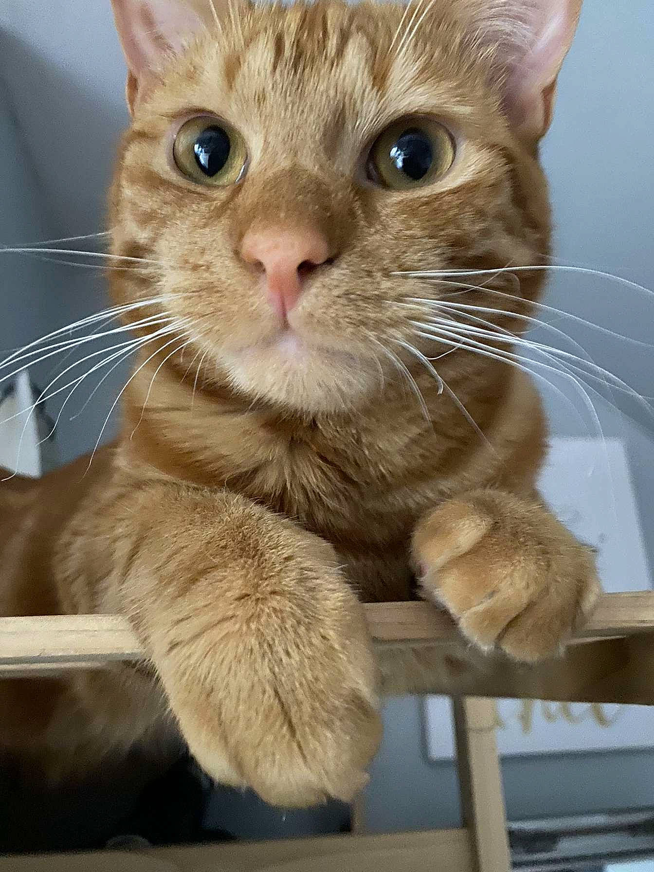 Timmy participe au concours pour gagner de l'argent avec cette photo : carnivore, cat, cat_supply, claw, curious, domestic_short_haired_cat, ear, fawn, felidae, fur, gesture, iris, paw, pet_supply, photo_caption, small_to_medium_sized_cats, snout, tail, whiskers