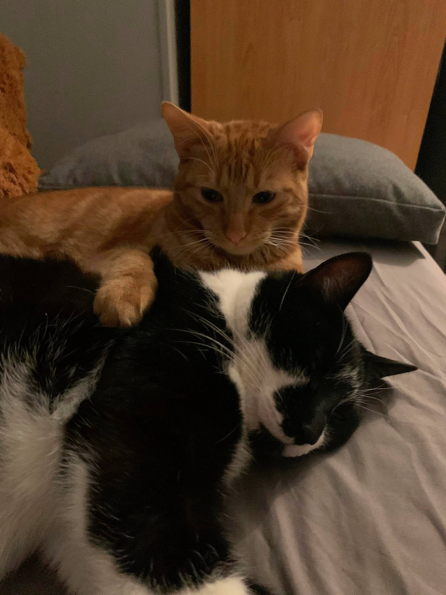 Timmy a rejoint le concours — aidez-le/la à gagner de superbes lots ! carnivore, cat, cat_supply, claw, comfort, domestic_short_haired_cat, eye, felidae, fur, paw, pet_supply, small_to_medium_sized_cats, snout, tail, terrestrial_animal, whiskers