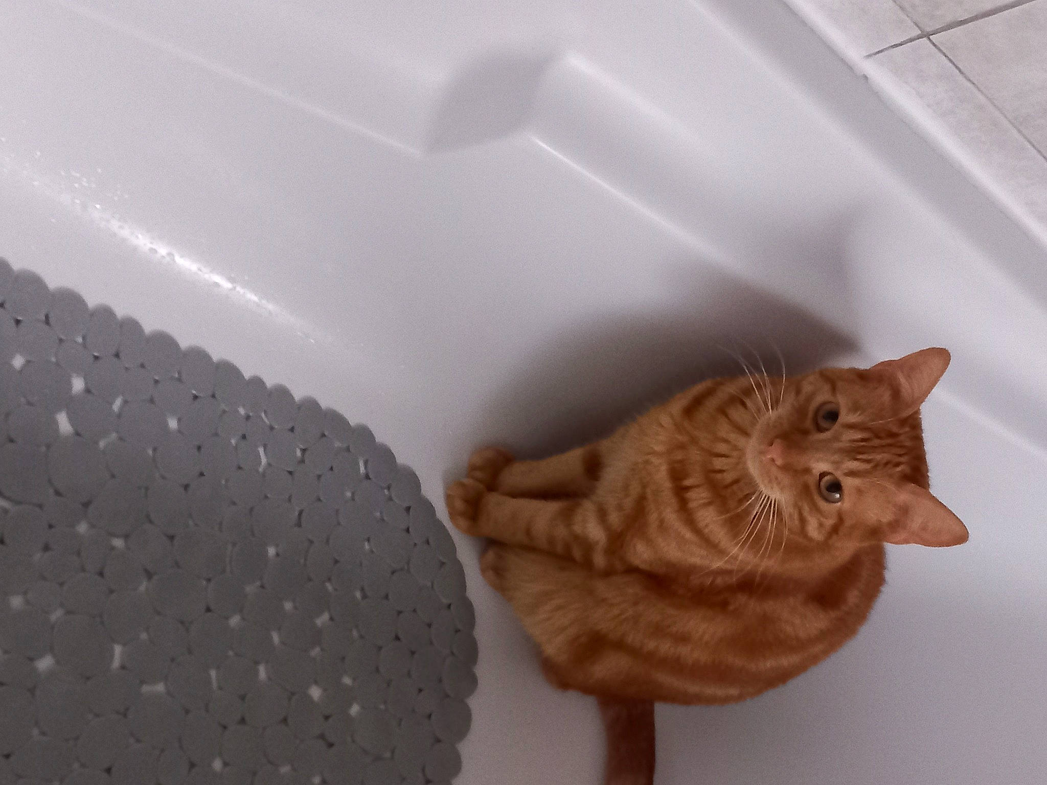 Timmy a rejoint le concours — aidez-le/la à gagner de superbes lots ! art, bathroom, bathtub, cat, cat_supply, creative_arts, fawn, felidae, flooring, fur, plumbing, plumbing_fixture, room, sculpture, small_to_medium_sized_cats, tail, whiskers, window, wood