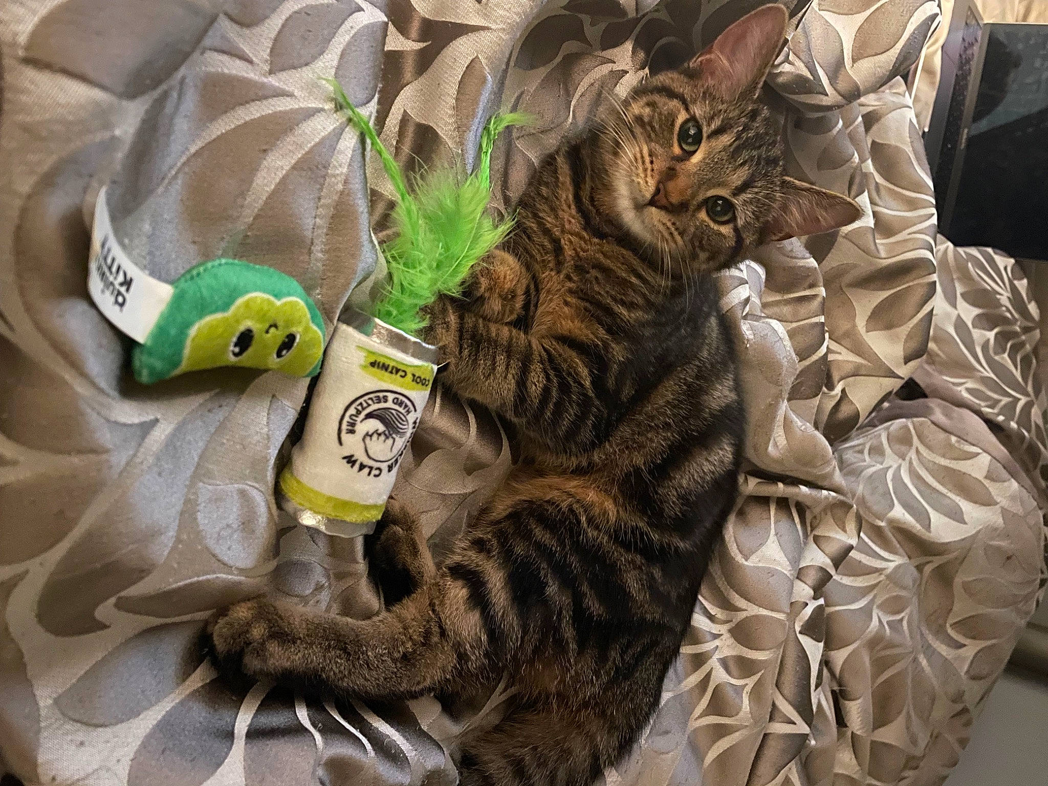 Riley Rose joined the competition — help win amazing prizes! bag, black_cat, carnivore, cat, claw, comfort, domestic_short_haired_cat, felidae, fur, grey, linens, paw, personal_protective_equipment, small_to_medium_sized_cats, sportswear, tail, terrestrial_animal, textile, toy, whiskers