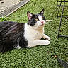 Endza participe au concours pour gagner de l'argent avec cette photo : animal, artificial_grass, black_and_white, candid, cat, chair_frame, close_up, daylight, fur, grass, greenery, looking_up, nature, outdoor, paw, pet, plant, relaxed, sidewalk, whiskers