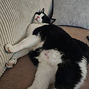 Endza a rejoint le concours — aidez-le/la à gagner de superbes lots ! cat, black_and_white, relaxed, sleeping, couch, cushion, indoor, pet, feline, fur, paw, cozy, resting, whiskers, pink_nose, striped_fabric, home, animal, comfort, closeup