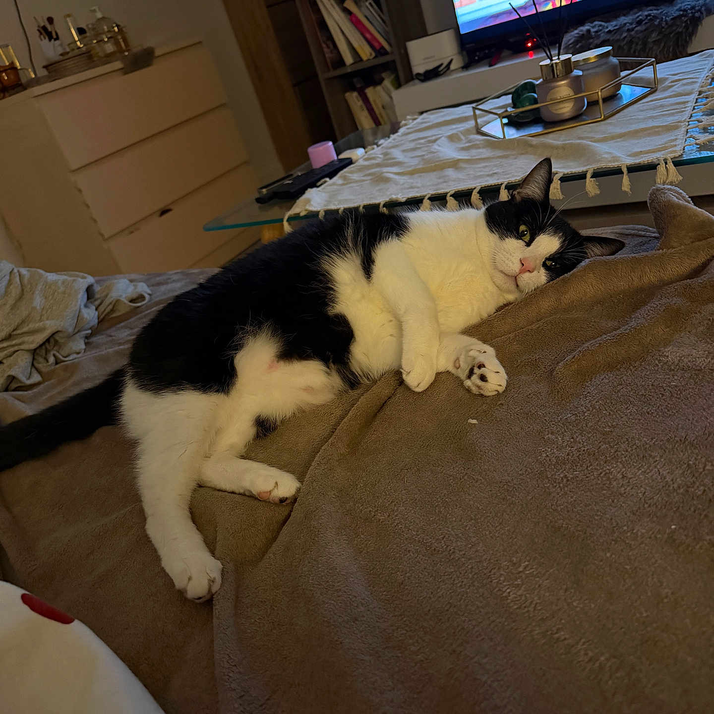 Endza participe au concours pour gagner de l'argent avec cette photo : animal, bedroom, black_and_white, blanket, bookshelf, candle, cat, cozy, dresser, furniture, home_interior, indoor, living_room, lying_down, pet, relaxed, remote_control, resting, table, television