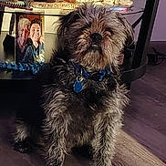 Loki joined the competition — help win amazing prizes! dog, small_dog, scruffy_dog, pet, collar, dog_tag, furry, sitting, indoor, hardwood_floor, side_table, shelf, framed_photo, smiling_people, candle, holiday_decor, blue_toy, close_up, portrait, home_interior