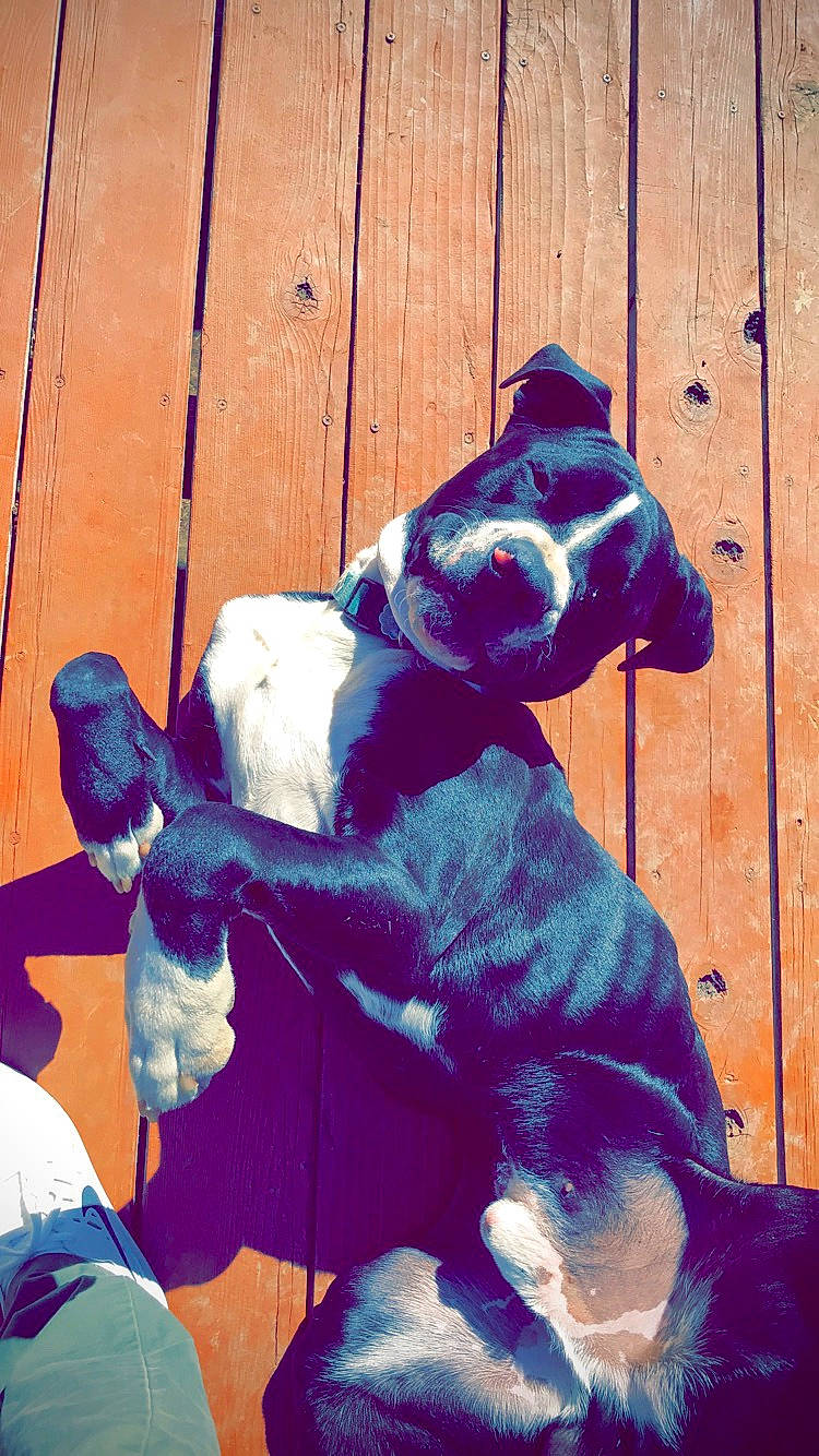 Eazy joined the competition — help win amazing prizes! canidae, carnivore, dog, dog_breed, fawn, magenta, non_sporting_group, purple, sporting_group