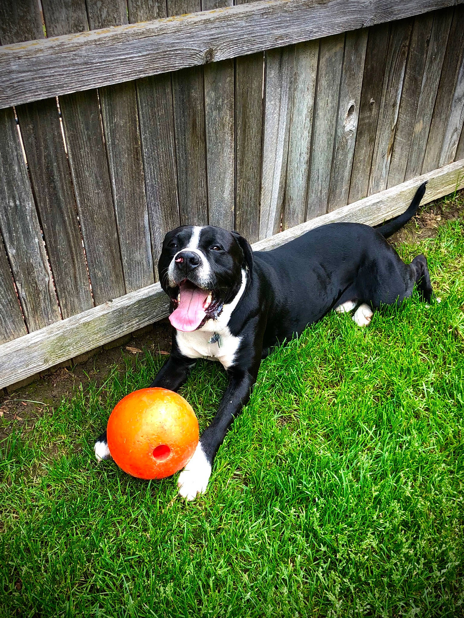 Eazy joined the competition — help win amazing prizes! american_staffordshire_terrier, backyard, ball, canidae, carnivore, dog, dog_breed, dog_toy, grass, lawn, mammal, non_sporting_group, pit_bull, play, puppy, soccer_ball, sporting_group, tail, tennis_ball