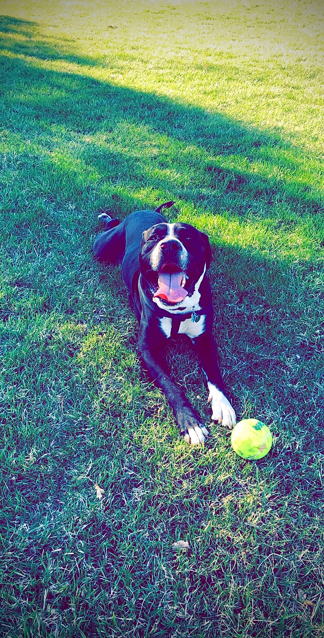 Eazy joined the competition — help win amazing prizes! ball, boston_terrier, canidae, carnivore, dog, dog_breed, grass, lawn, non_sporting_group, plant, play, sporting_group