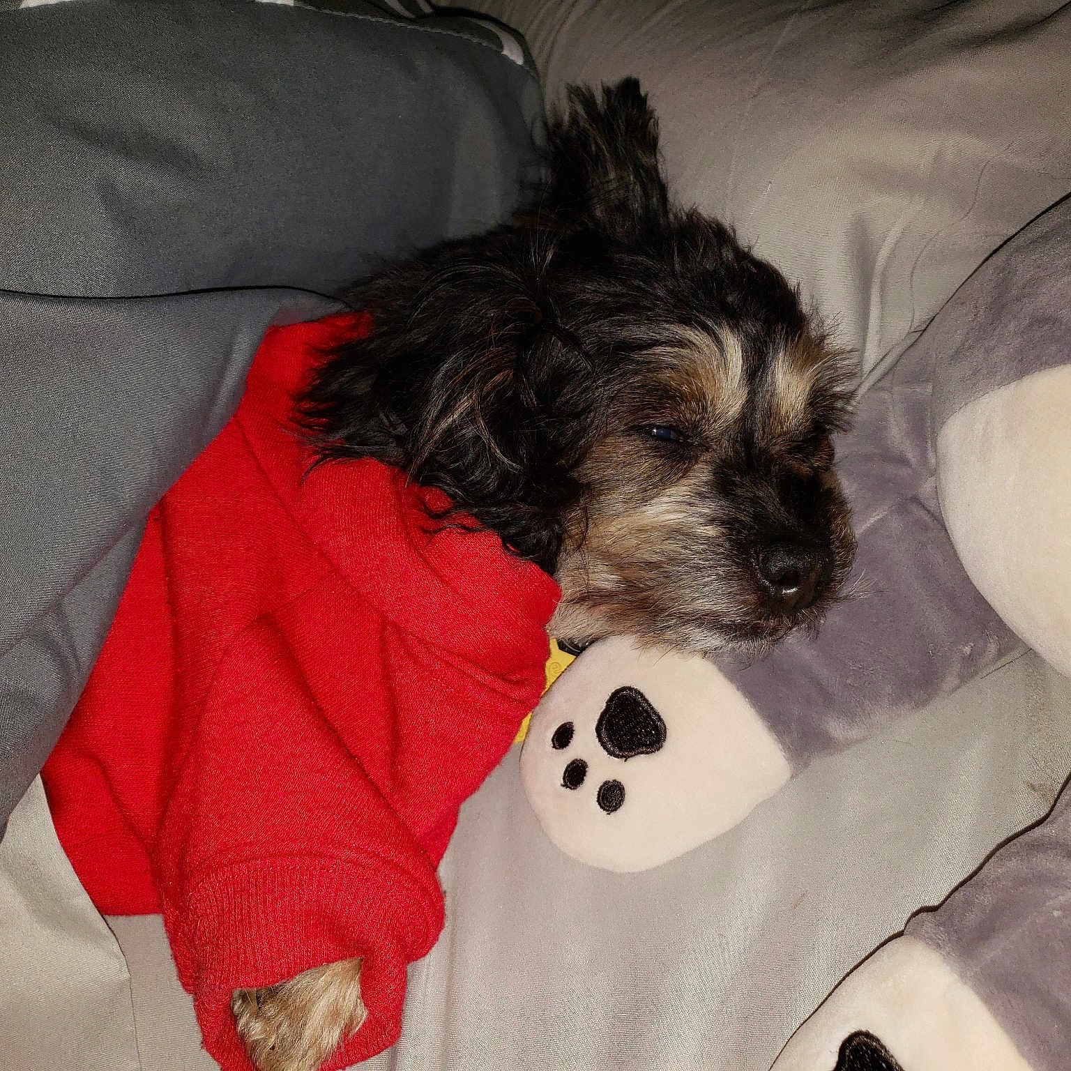 Pele joined the competition — help win amazing prizes! affenpinscher, cairn_terrier, canidae, carnivore, companion_dog, dog, dog_breed, ear, miniature_schnauzer, morkie, puppy, schnauzer, schnoodle, small_terrier, terrier, toy_dog