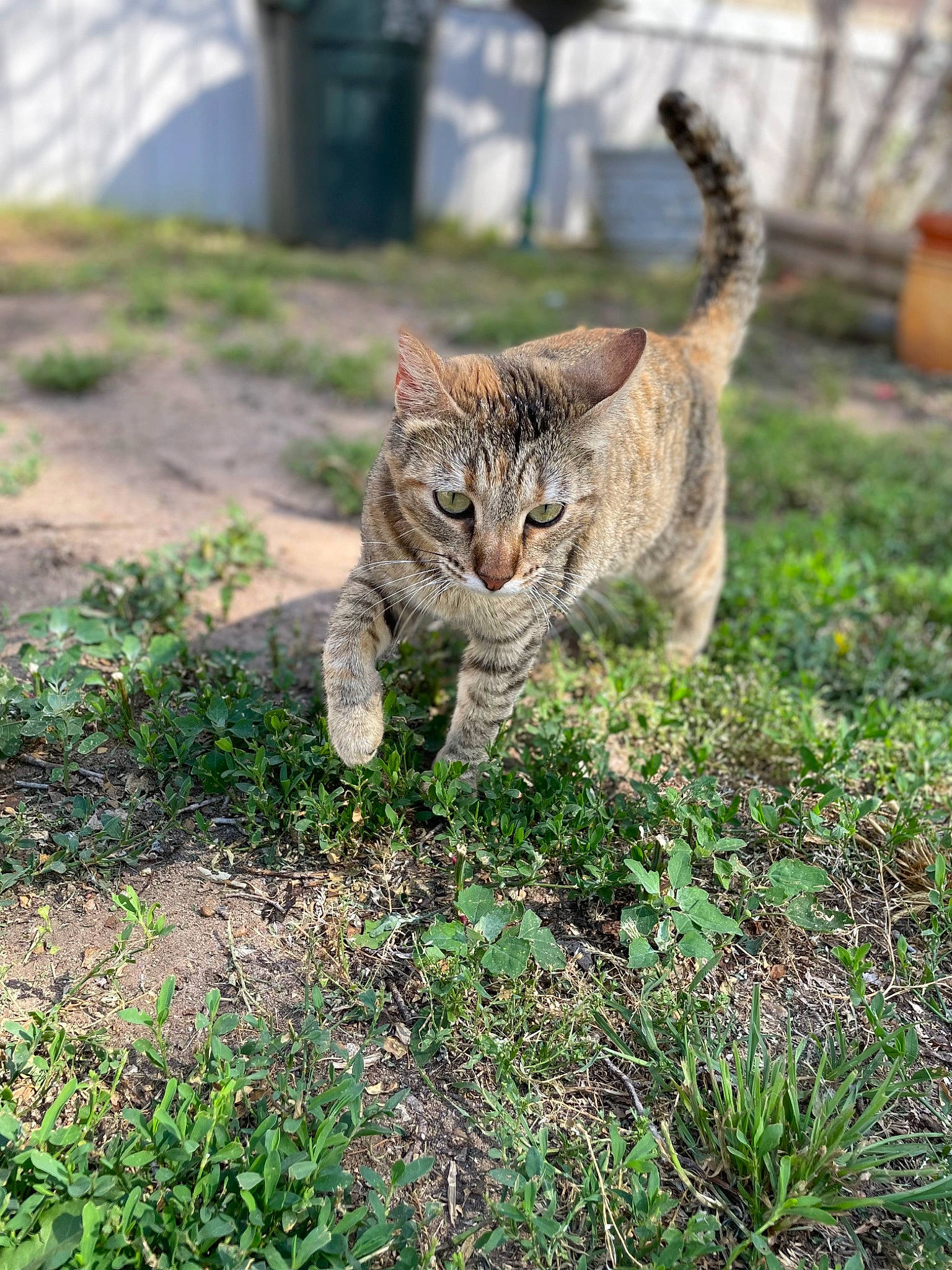 Kitty Widdy is registered to the contest to win money with this photo: carnivore, cat, claw, domestic_short_haired_cat, felidae, fur, grass, grassland, groundcover, plant, small_to_medium_sized_cats, snout, soil, tail, terrestrial_animal, waste_container, whiskers, wildlife