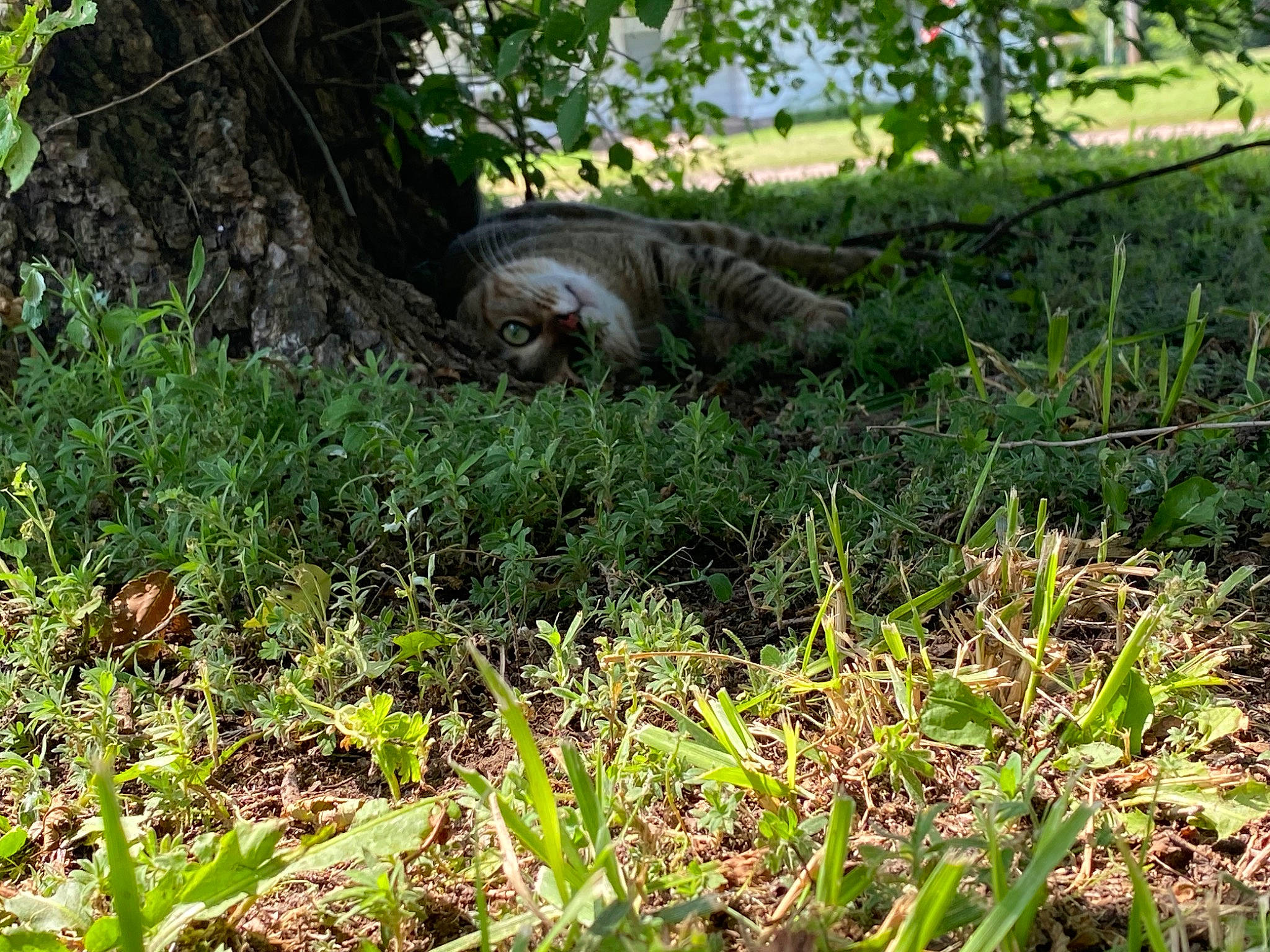 Kitty Widdy joined the competition — help win amazing prizes! carnivore, cat, fawn, felidae, grass, grass_family, groundcover, leaf, natural_landscape, plant, plant_community, shrub, small_to_medium_sized_cats, sporting_group, tail, terrestrial_animal, terrestrial_plant, tree, trunk, wood