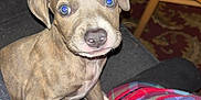 Diesel is registered to the contest to win money with this photo: puppy, dog, pet, animal, plaid_blanket, indoor, living_room, table, can, dr_pepper, brush, carpet, couch, cute, young, brown_dog, close_up, sitting, looking_up, cozy