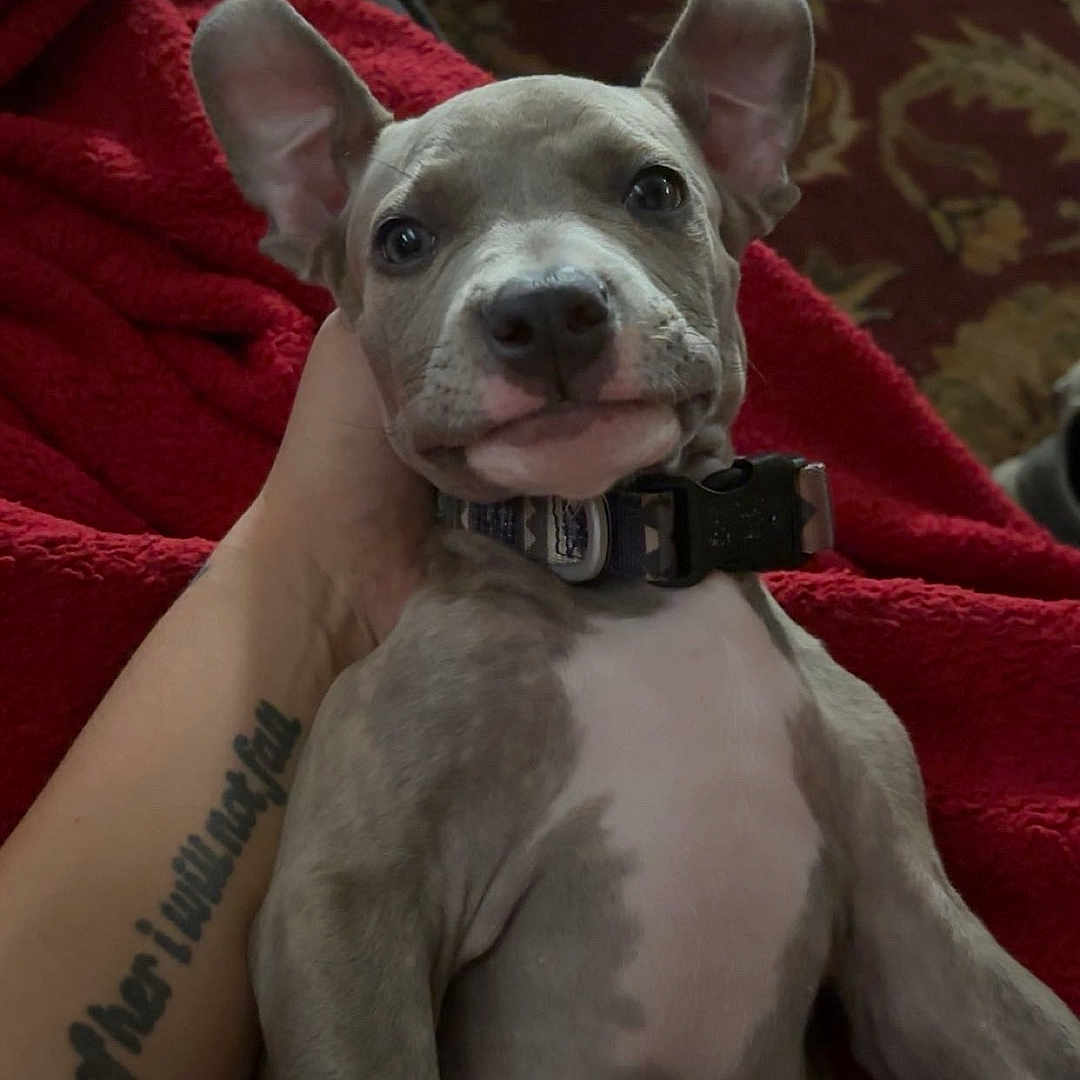 Diesel is registered to the contest to win money with this photo: animal, blanket, carpet, closeup, collar, cute, dog, ears, expression, eyes, fur, hand, indoor, lying_down, nose, pet, puppy, red_blanket, resting, tattoo