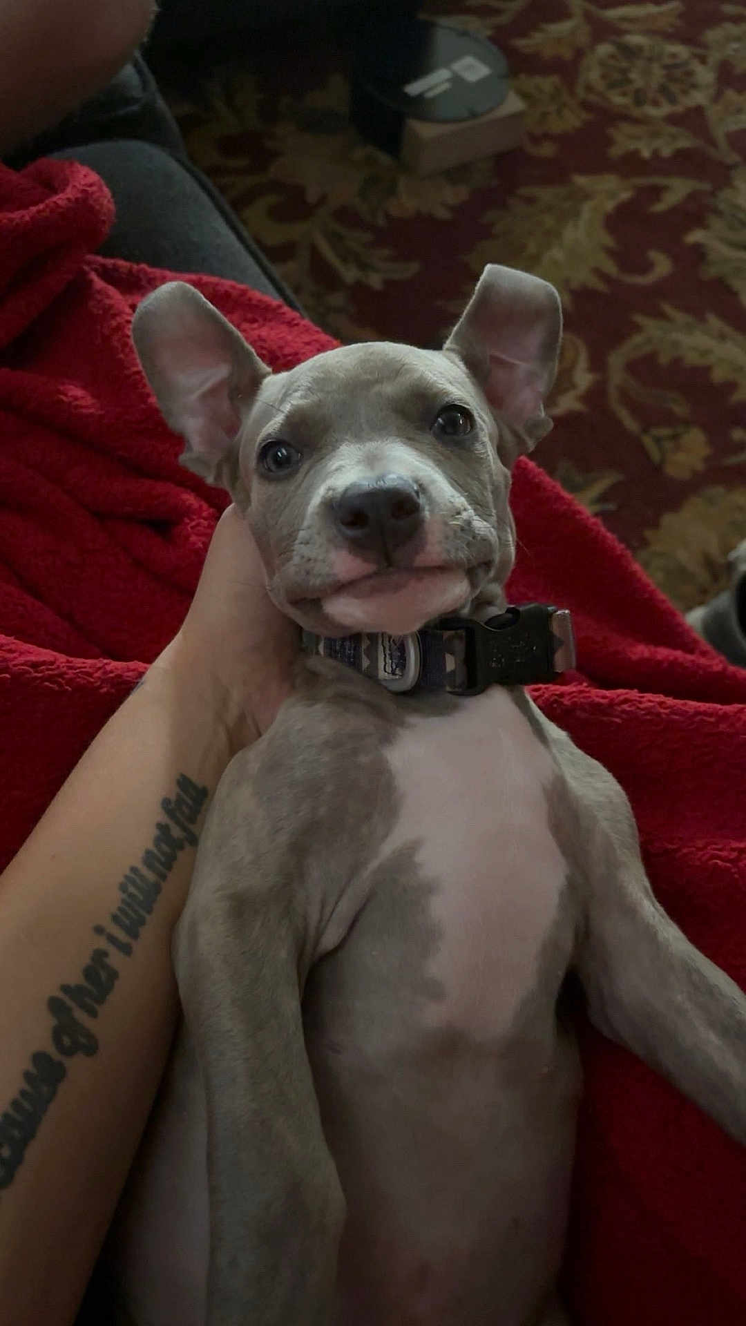 Diesel is registered to the contest to win money with this photo: puppy, dog, pet, animal, blanket, red_blanket, hand, collar, ears, carpet, indoor, cute, lying_down, tattoo, fur, nose, eyes, expression, resting, closeup