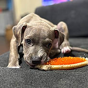 Diesel joined the competition — help win amazing prizes! puppy, dog, pet, toy, couch, indoor, chewing, brown, closeup, face, ears, snout, paw, fur, animal, domestic, cute, young, playful, lying_down