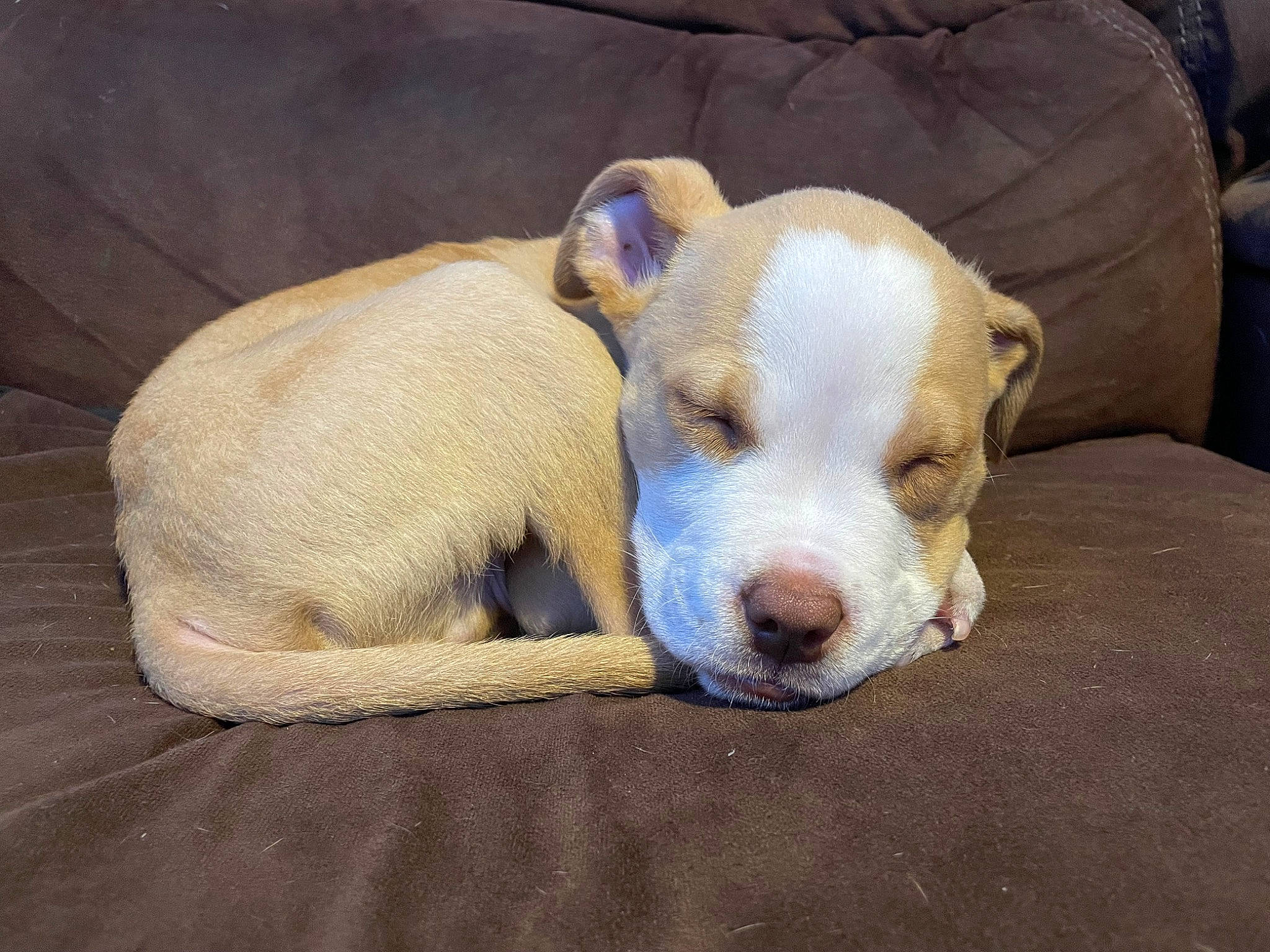 Ace is registered to the contest to win money with this photo: ball, canidae, carnivore, comfort, companion_dog, couch, dog, dog_breed, dog_supply, fawn, non_sporting_group, paw, snout, sporting_group, street_dog, tail, terrestrial_animal, whiskers, working_animal