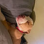 Ace is registered to the contest to win money with this photo: canidae, carnivore, comfort, companion_dog, dog, dog_breed, elbow, eyewear, fawn, flesh, human_leg, jaw, knee, selfie, sleeve, snout, sporting_group, throat, working_animal, wrinkle