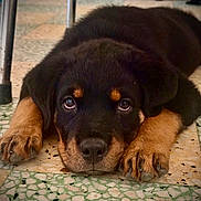 Tara participe au concours pour gagner de l'argent avec cette photo : dog, puppy, rottweiler, black_and_brown, lying_down, paws, large_paws, sad_eyes, portrait, close_up, indoor, floor, tile, patterned_floor, chair_legs, fur, pet, cute, animal, photography