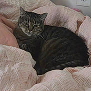 Olivia joined the competition — help win amazing prizes! cat, tabby_cat, blanket, pink_blanket, cozy, indoor, pet, fur, sleepy, resting, comfort, texture, animal, cute, domestic_cat, soft, relaxed, household, wall_outlet, feline