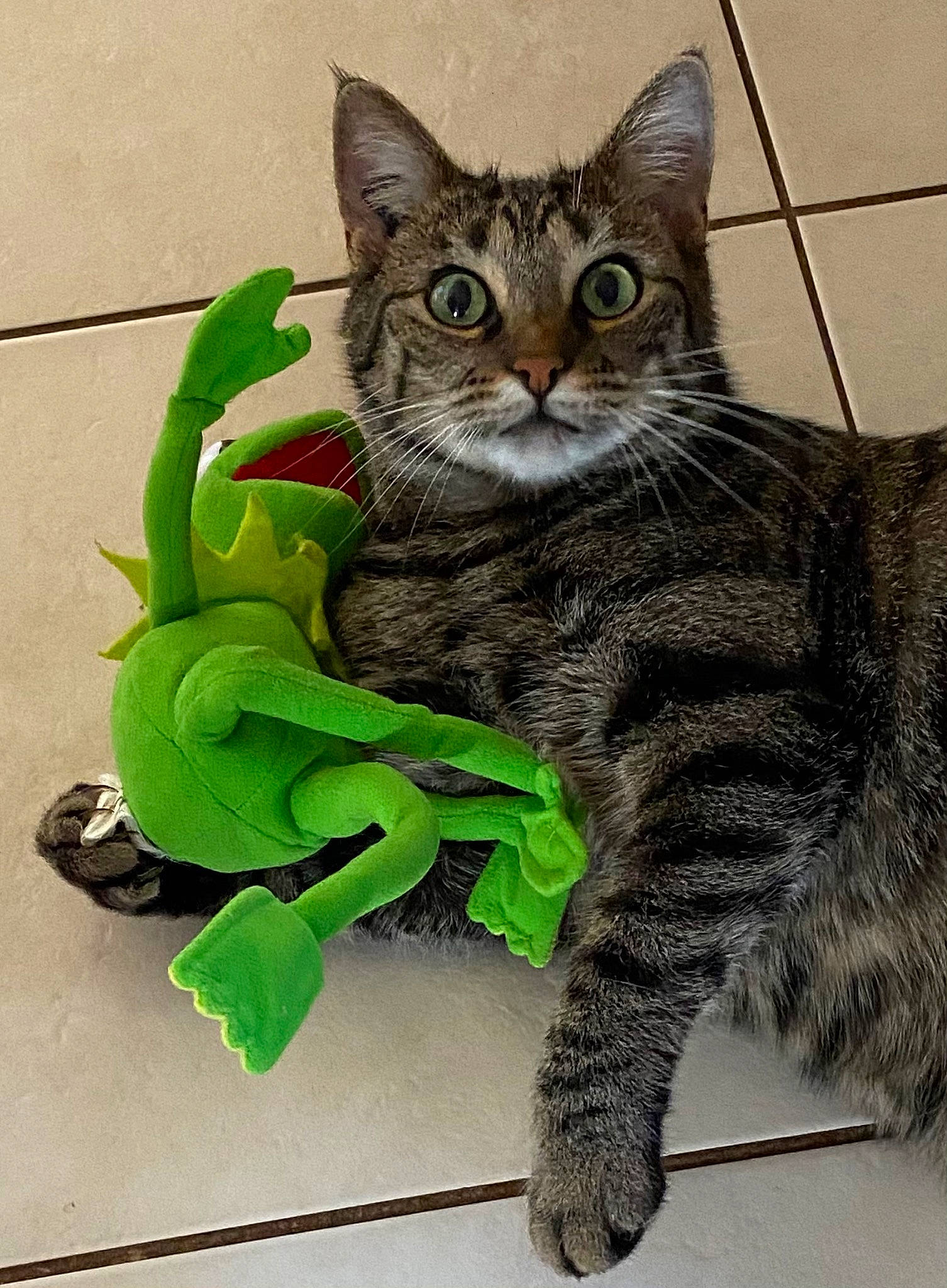 Chanel a rejoint le concours — aidez-le/la à gagner de superbes lots ! carnivore, cat, claw, domestic_short_haired_cat, felidae, foot, fur, grass, organism, paw, sitting, small_to_medium_sized_cats, snout, tail, terrestrial_animal, whiskers, wildlife