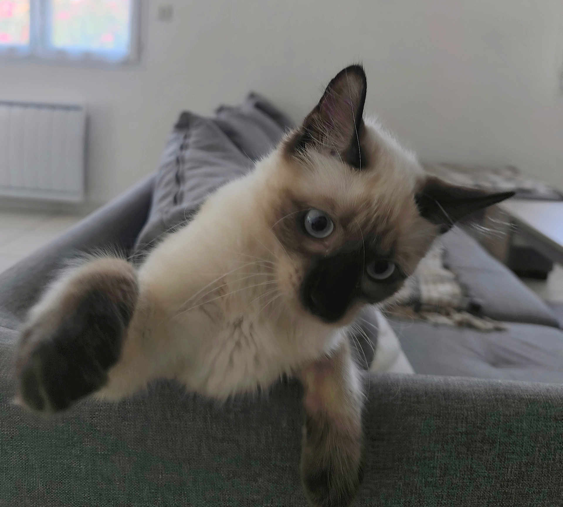 Sacha