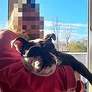 Simone participe au concours pour gagner de l'argent avec cette photo : dog, bulldog, person, holding, goggles, sunglasses, window, balcony, sunlight, sunny, urban, trees, red_hoodie, interior, curtain, chair, portrait, cute, pet, cuddling