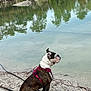 Simone a rejoint le concours — aidez-le/la à gagner de superbes lots ! dog, bulldog, brindle, harness, leash, lake, water, shore, pebbles, trees, reflection, outdoors, sitting, profile, pet, nature, calm, green, canine, portrait