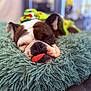 Simone participe au concours pour gagner de l'argent avec cette photo : dog, bulldog, pet, tongue_out, sleeping, bed, plush_bed, shaggy_bed, close_up, portrait, nose, wrinkled_face, short_muzzle, brown_and_white, indoors, blurred_background, cozy, cute, resting, relaxed