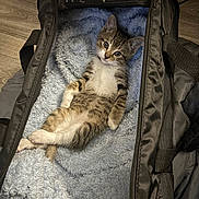 Master Splinter is registered to the contest to win money with this photo: kitten, cat, tabby, pet, animal, feline, cute, relaxed, lying_down, bag, blanket, blue, soft, cozy, indoor, fur, whiskers, ears, small, young