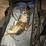 kitten, cat, tabby, pet, animal, feline, cute, relaxed, lying_down, bag, blanket, blue, soft, cozy, indoor, fur, whiskers, ears, small, young