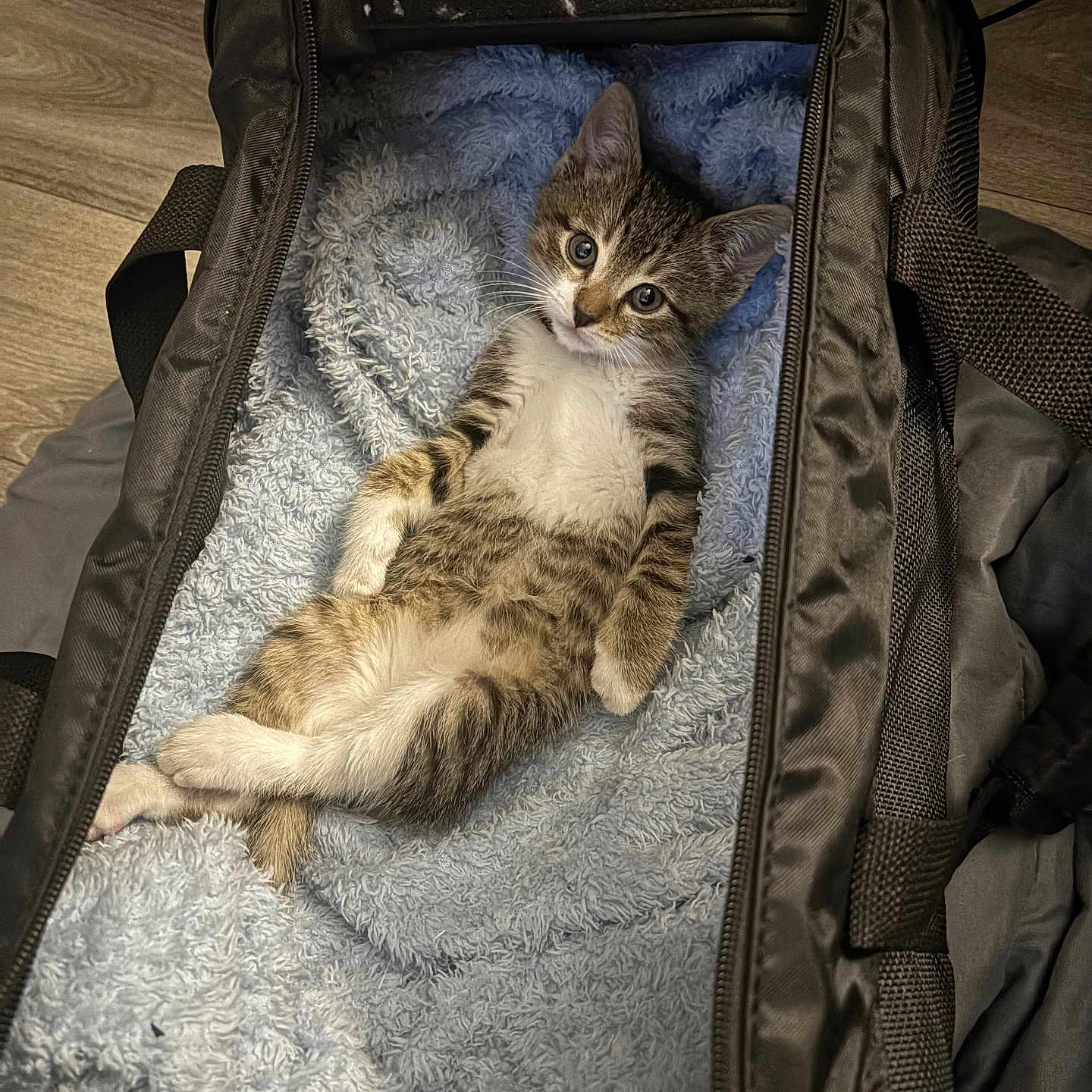 Master Splinter is registered to the contest to win money with this photo: kitten, cat, tabby, pet, animal, feline, cute, relaxed, lying_down, bag, blanket, blue, soft, cozy, indoor, fur, whiskers, ears, small, young
