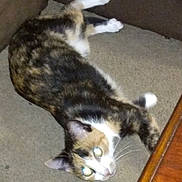 Callie is registered to the contest to win money with this photo: cat, calico_cat, pet, feline, couch, sofa, indoor, resting, lying_down, whiskers, glowing_eyes, fur, white_paws, paw, wooden_table, close_up, domestic, home, flash, sleepy