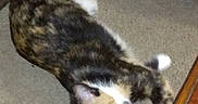 Callie is registered to the contest to win money with this photo: calico_cat, cat, close_up, couch, domestic, feline, flash, fur, glowing_eyes, home, indoor, lying_down, paw, pet, resting, sleepy, sofa, whiskers, white_paws, wooden_table