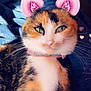 Callie joined the competition — help win amazing prizes! cat, calico_cat, pet, feline, close_up, portrait, whiskers, collar, pink_filter, virtual_ears, snapchat_filter, hearts, sparkles, green_eyes, cozy, blanket, lap, human_foot, indoor, paw
