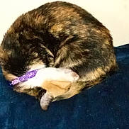 Callie joined the competition — help win amazing prizes! animal, blue_surface, cat, collar, cozy, curled_up, cute, domestic_animal, feline, fur, indoor, nap, pet, purple_collar, resting, sleeping, soft, striped, tabby, whiskers